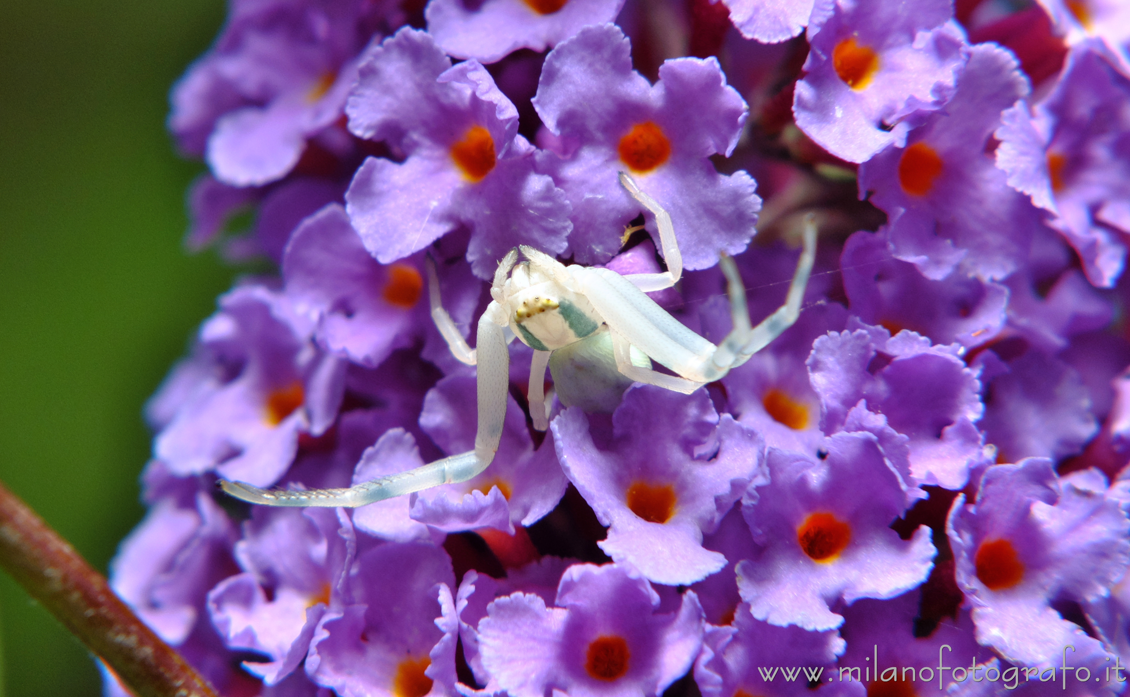 Campiglia Cervo (Biella, Italy) - Misumena vatia on Buddleja davidii